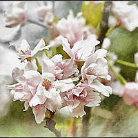 Buy canvas prints of "Spring Blossoms" by ROS RIDLEY