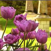 Buy canvas prints of "Tulips at Holker Hall" by ROS RIDLEY