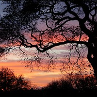 Buy canvas prints of "Sunrise tree " by ROS RIDLEY