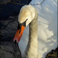 Buy canvas prints of "Portrait of a Swan" by ROS RIDLEY