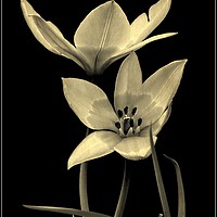 Buy canvas prints of "Tulip Duo monochrome" by ROS RIDLEY