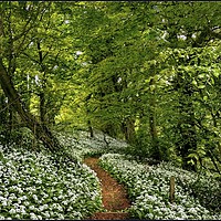 Buy canvas prints of "Wild garlic wood" by ROS RIDLEY
