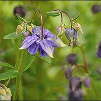 Buy canvas prints of "Purple Aquilegia" by ROS RIDLEY