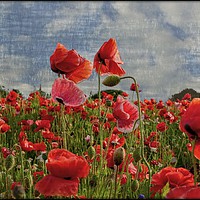 Buy canvas prints of "Poppies in the wind " by ROS RIDLEY