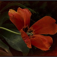 Buy canvas prints of "The Dying Tulip" by ROS RIDLEY