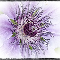 Buy canvas prints of Clematis "Claire de Lune " by ROS RIDLEY