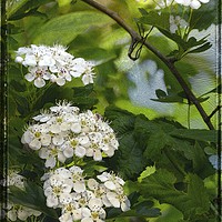 Buy canvas prints of "Through the Hedgerows" by ROS RIDLEY
