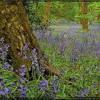 Buy canvas prints of "Bluebells Forever" by ROS RIDLEY