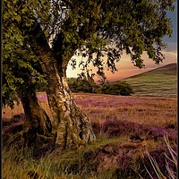 Buy canvas prints of "Evening light on the moors " by ROS RIDLEY