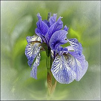 Buy canvas prints of "Portrait of an Iris" by ROS RIDLEY