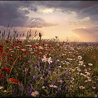 Buy canvas prints of ""Poppy and daisy sunset" by ROS RIDLEY