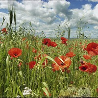 Buy canvas prints of "Poppies in the Cornfield" by ROS RIDLEY