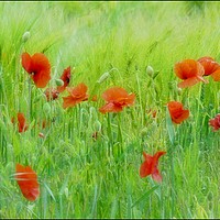 Buy canvas prints of "Soft poppies" by ROS RIDLEY