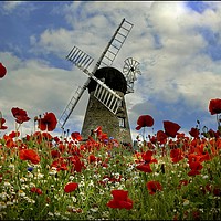 Buy canvas prints of "Poppies at the windmill" by ROS RIDLEY