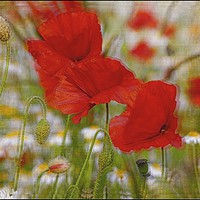 Buy canvas prints of "Poppies through the looking glass" by ROS RIDLEY