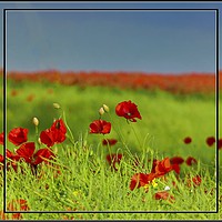 Buy canvas prints of "Simply Poppies" by ROS RIDLEY