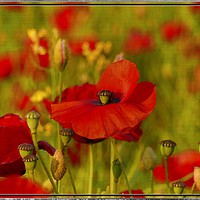 Buy canvas prints of "The Perfect Poppy " by ROS RIDLEY