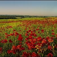 Buy canvas prints of "Poppy fields of County DUrham" by ROS RIDLEY
