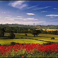 Buy canvas prints of "Panorama Poppies" by ROS RIDLEY