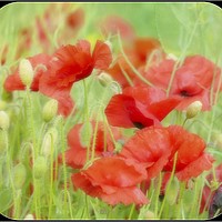 Buy canvas prints of "Misty Poppies" by ROS RIDLEY