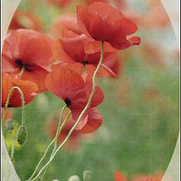 Buy canvas prints of "Poppy memories" by ROS RIDLEY