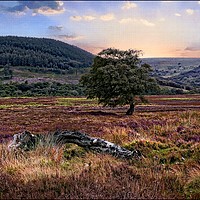 Buy canvas prints of "Painterly North York Moors" by ROS RIDLEY
