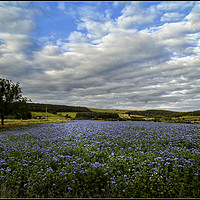 Buy canvas prints of "Field of Phacelia in Kildale" by ROS RIDLEY