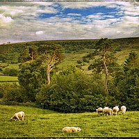 Buy canvas prints of "Bucolic Yorkshire" by ROS RIDLEY