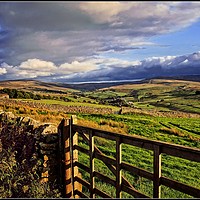 Buy canvas prints of "Over the gate" by ROS RIDLEY