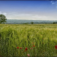 Buy canvas prints of "Among the fields of Barley 2" by ROS RIDLEY
