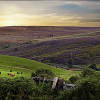 Buy canvas prints of "Evening light across Commondale" by ROS RIDLEY