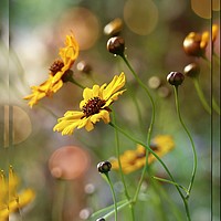 Buy canvas prints of ""Sunlight on the Cosmos" by ROS RIDLEY