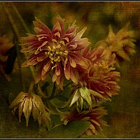 Buy canvas prints of "Antique Aquilegia" by ROS RIDLEY
