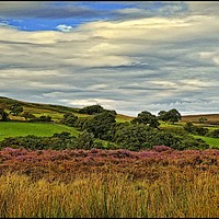 Buy canvas prints of ""North York Moors " by ROS RIDLEY