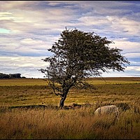 Buy canvas prints of "Tree on the moors" by ROS RIDLEY