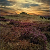 Buy canvas prints of "The heather at Hawnby Hill" by ROS RIDLEY