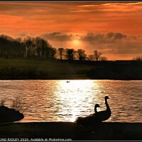 Buy canvas prints of Geese in the sunset by ROS RIDLEY