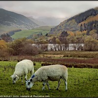 Buy canvas prints of Sheep in the rain  by ROS RIDLEY