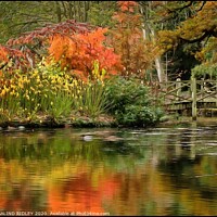 Buy canvas prints of Autumn reflections at Thorp Perrow by ROS RIDLEY