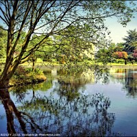 Buy canvas prints of Thorp Perrow Lake reflections by ROS RIDLEY