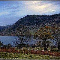 Buy canvas prints of "Cool Blue Crummock " by ROS RIDLEY