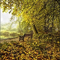 Buy canvas prints of Seat in a foggy wood by ROS RIDLEY
