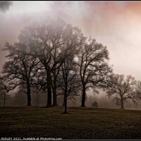 Buy canvas prints of  Foggy trees  Wynyard Winter by ROS RIDLEY