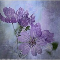 Buy canvas prints of Colourful Cranesbill by ROS RIDLEY