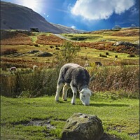 Buy canvas prints of The Happy Herdwick by ROS RIDLEY