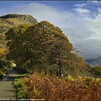Buy canvas prints of Winding road through Wasdale by ROS RIDLEY