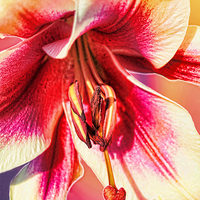 Buy canvas prints of  ORCHID by paul willats