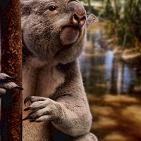 Buy canvas prints of Koala Bear by paul willats