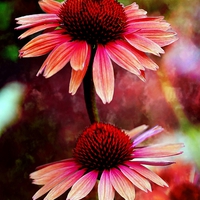 Buy canvas prints of CONEFLOWER DAISY'S  by paul willats