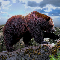 Buy canvas prints of Kodiak Bear (Grizzly)  by paul willats